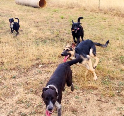 Dogs_Running_Lower_Play-Yard