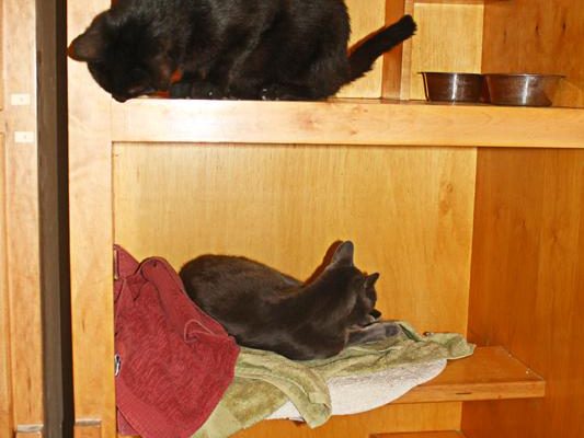 Family_Cats_Sharing_A_Cat_Condo copy