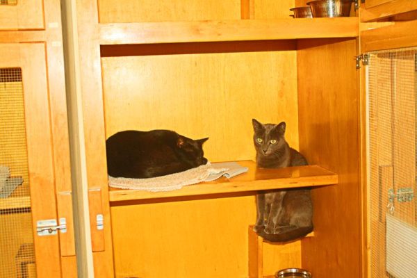 Family_Cats_Visiting_In_Cat_Condo