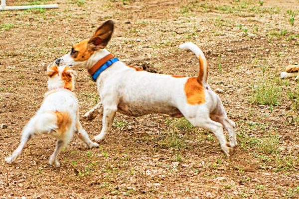 Jackie_And_Skipper_At_Play