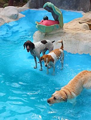 Three_Dogs_In_Pet_Galaxy_Pool